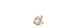 Pesce Luster Oro [493ce705]