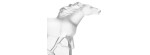 Scultura Cavallo Kazak SS [a7fa1c6a]