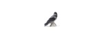 Figurina Blue Collectible Corvo 10,5 cm [ee38d3ac]